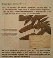 19 - La restauration des herbiers (1).jpg